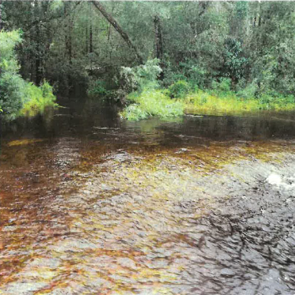 Tannic water flowing from the swampy pine forest area south of Penney Farms